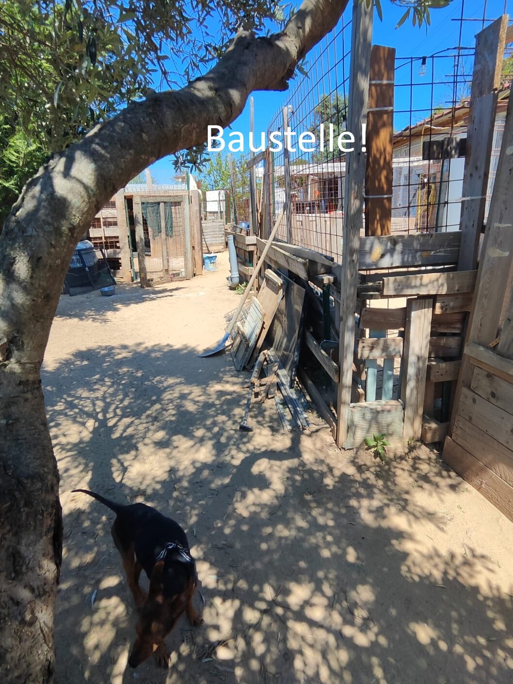 Alter Hund mit grauer Schnauze liegt auf einer Decke